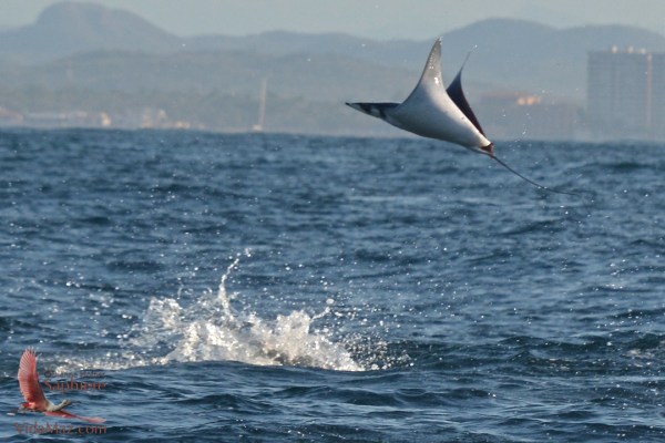 1.DSC_0234 - Version 2