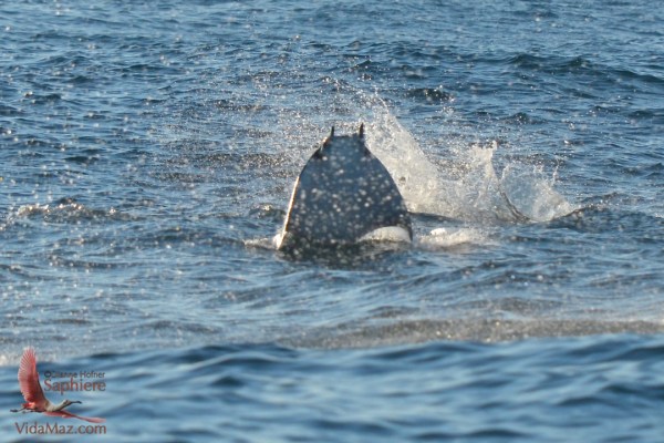 1.DSC_0253 - Version 2