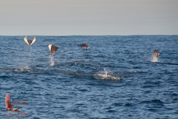 1.DSC_0279 - Version 2