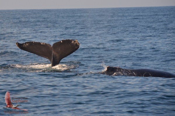 1.DSC_0310 - Version 2