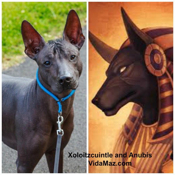 XoloAnubis