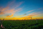 sunset-field